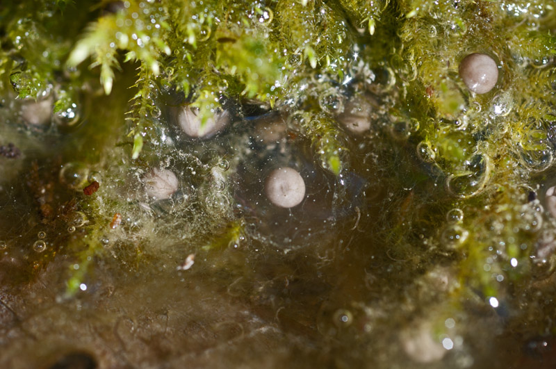 Salamandrina perspicillata in ovodeposizione